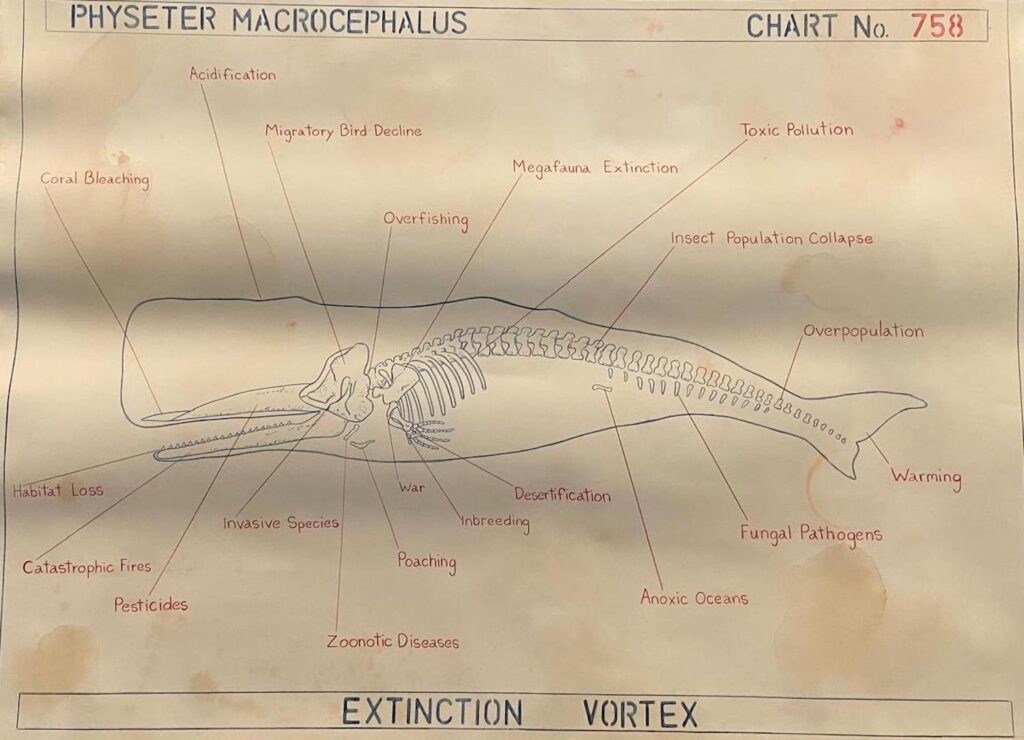 Anatomia di una balena: mostra Moby Dick - La balena. Una grande mostra dall’antichità all’arte contemporanea, Palazzo Ducale. Genova