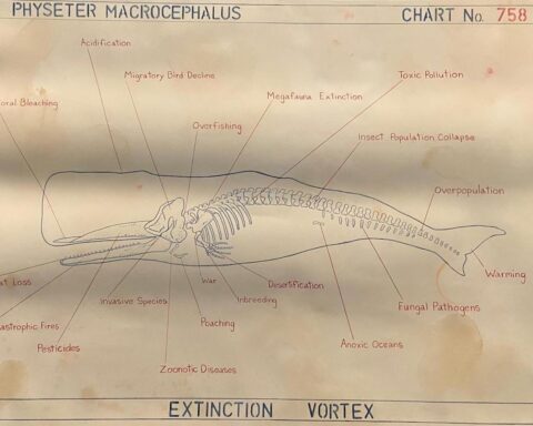 Anatomia di una balena: mostra Moby Dick - La balena. Una grande mostra dall’antichità all’arte contemporanea, Palazzo Ducale. Genova