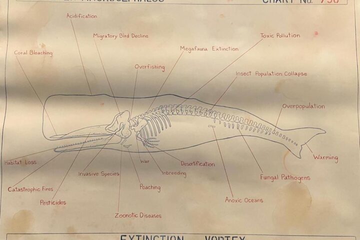 Anatomia di una balena: mostra Moby Dick - La balena. Una grande mostra dall’antichità all’arte contemporanea, Palazzo Ducale. Genova