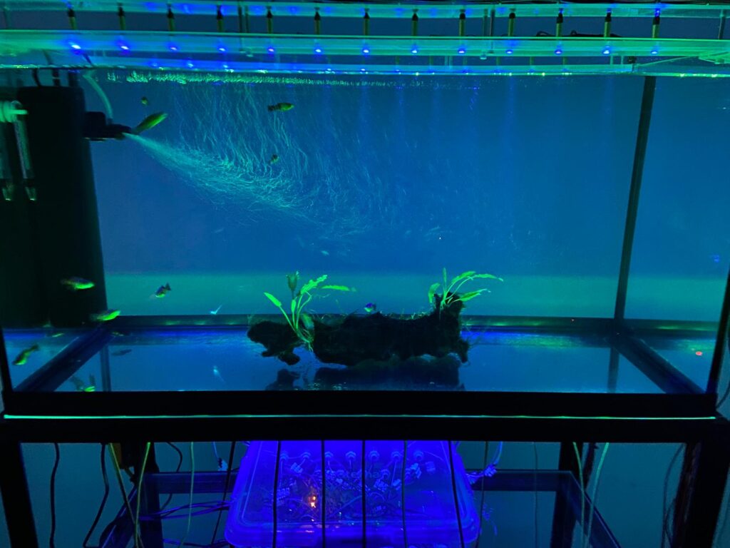 Anatomia di una balena: una grande mostra dall’antichità all’arte contemporanea, Palazzo Ducale. Genova