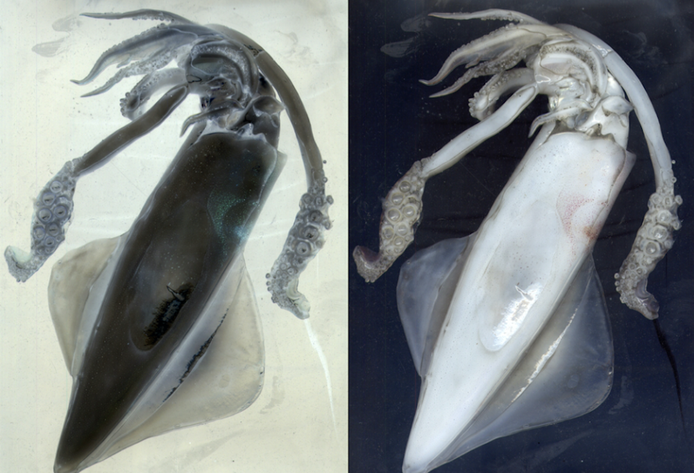 ZENARTOWN | Trasformazione alchemica e oggetti trovati: Mauro Panichella antropologo della luce.